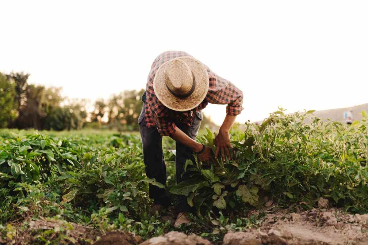 Bracciante agricolo al lavoro in un campo durante una giornata di caldo intenso.