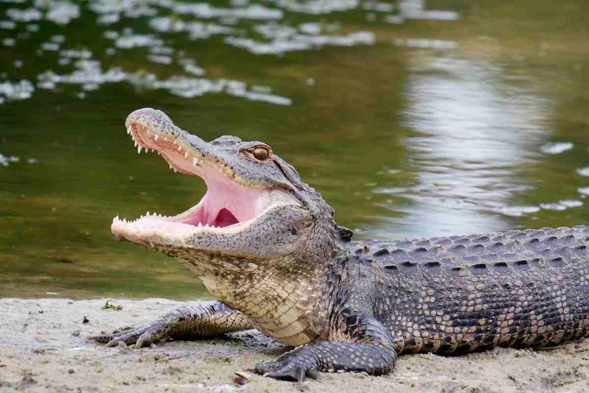 Alligatore sulle rive di un corso d'acqua della Florida. Immagine a scopo illustrativo